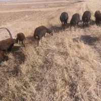 میش|حیوانات مزرعه|قیدار, |دیوار