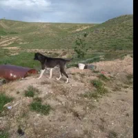 واگذار سگ رایگان