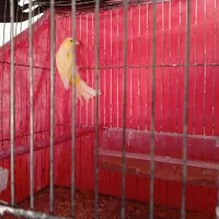 قناری نر|پرنده|خوی, |دیوار