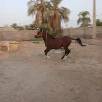 اسب نریون