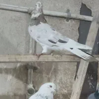 فروش دوعددنر|پرنده|شاهین‌شهر, فردوسی|دیوار