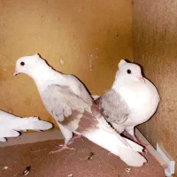 جفت پشتار مهر مهر