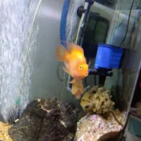 آکواریوم و ماهی|ماهی|رودسر, |دیوار