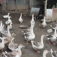 قو غاز|حیوانات مزرعه|کلاچای, |دیوار