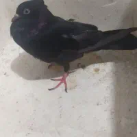 کبوتر سیاه گمشده