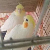 باسلام یجفت عروس مولدبه شرط سالم