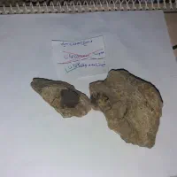 فسیل انواع صدف