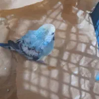 مرغ عشق پیدا شده نسیم شهر|حیوانات|نسیم‌شهر, |دیوار