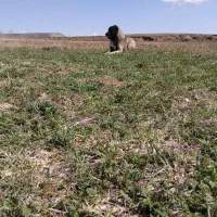 سگ‌‌گوسفندی