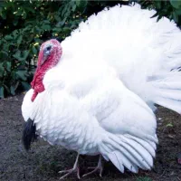 جوجه بوقلمون برنز  وبیوتی / نیمچه / بوقلمون