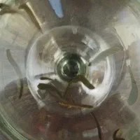 فروش عمده و جزئی زالو طبی