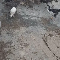 جوجه. گلین