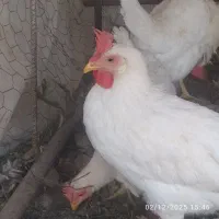 قفس ها ومرغ ها به فروش میرسد