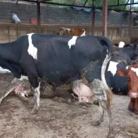 کارگر گاوداری همراه خانواده