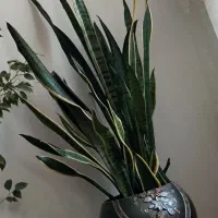 گل سانسوریا|گل و گیاه طبیعی|میاندوآب, |دیوار