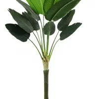 درخت پرنده بهشتی ارتفاع ۱۸۰ و ۲۲۰