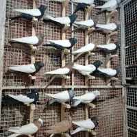 دسته.رنگی.سینه دم سفید طوقی کله|پرنده|مرودشت, تخت جمشید|دیوار