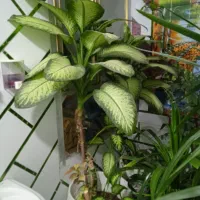 گل های طبیعی زیبا|گل و گیاه طبیعی|دهدشت, |دیوار