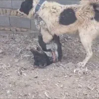 گمشده|سگ|شوشتر, |دیوار