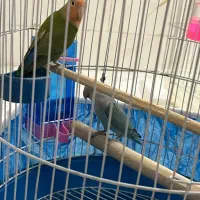 کوتوله برزیلی بازیگوش و شیطون