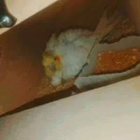 یک جفت عروس هلندی لوتینو