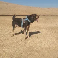 سگ عراقی ۱۹ماهه|سگ|هشترود, |دیوار