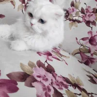 گربه پرشین اسکاتیش|گربه|تبریز, |دیوار