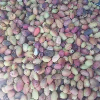 پسته خام|خوردنی و آشامیدنی|شیراز, شهرک گلها|دیوار