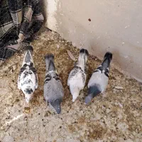 کبوتر پلاکی