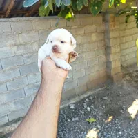 واگذاری پاکوتاه