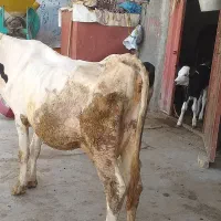 گاوباگوساله سیمینتال|حیوانات مزرعه|بروجرد, |دیوار