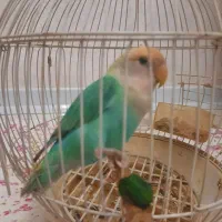 طوطی برزیلی