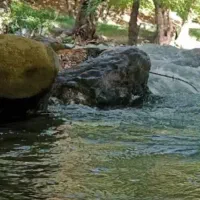 تور یکروزه جنگل زیبای پروز|تور و چارتر|اصفهان, ارغوانیه|دیوار