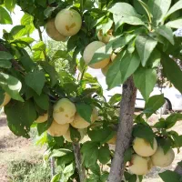 فروش باغ در طالقان،تهاتر با آپارتمان در کرج،خودرو|فروش زمین و ملک کلنگی|طالقان, |دیوار