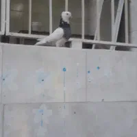 طوقی درجه ۱ سینه آبی  طوقی تریاکی شازده ساعت بالا