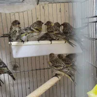 سهره گلبسر جوجه کرمونی جوجه چهارگل سهره قناری