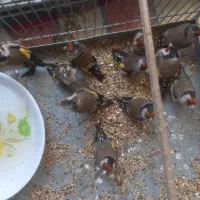سهره باغملک|پرنده|اهواز, ۲۵۴دستگاه|دیوار