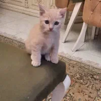 واگذاری گربه بریتیش