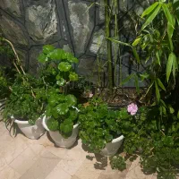 گلدان های گندمی|گل و گیاه طبیعی|تهران, دربند|دیوار