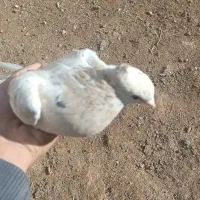 جفت نر ماده دمسفید عطیقه|پرنده|مشهد, کوی سیدی|دیوار