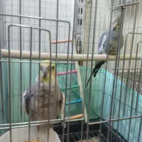 عروس هلندی نر