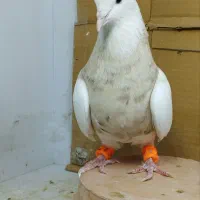طوقی کفتر