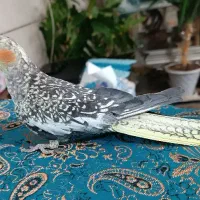 عروس هلندی تازه دون خور شده ۳ماهه|پرنده|شاهینشهر, گرگاب|دیوار