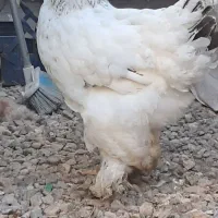 فروش نیمچه مرغ برهما