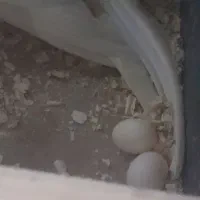 2 جفت عروس هلندی لوتیونو همراه جوجه|پرنده|طرقبه, |دیوار