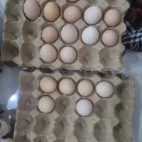 تخم مرغ نطفه دار