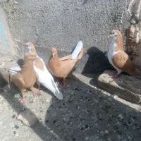 کبوتر ساده و دنب سفید