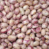 لوبیا چیتی بار لوکس موجود است