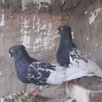 کله سیاه نروماده جفتگاه