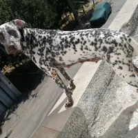 نژاد بزرگ آپارتمانی